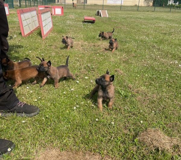 2 CHIOTS FEMELLES LOF